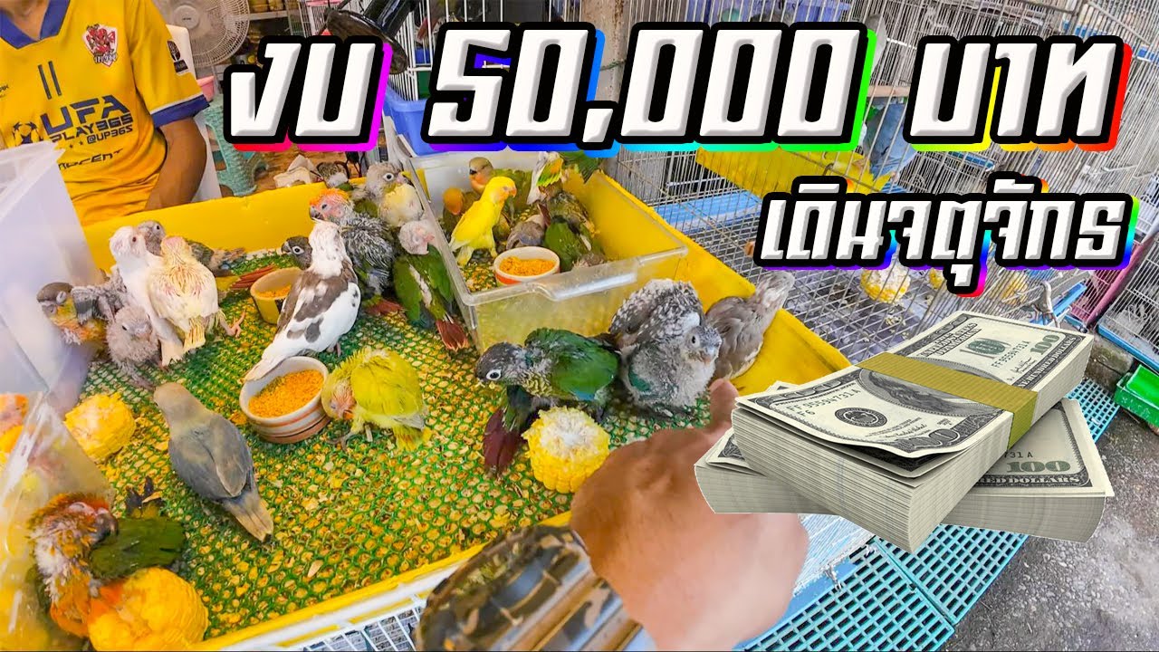 งบ 50,000 ซื้อสัตว์ และอุปกรณ์สัตว์เลี้ยง ที่จตุจักร (ใช้เงินแบบประหยัด)