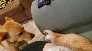 Moglis New Trick - He Can Fit Nalas Whole Head In His Mouth 23Mos