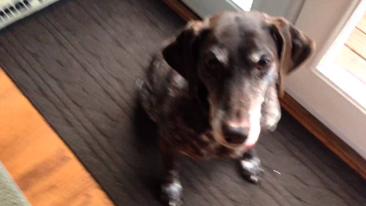 Yes, you CAN teach an Old Dog new tricks :) - YouTube