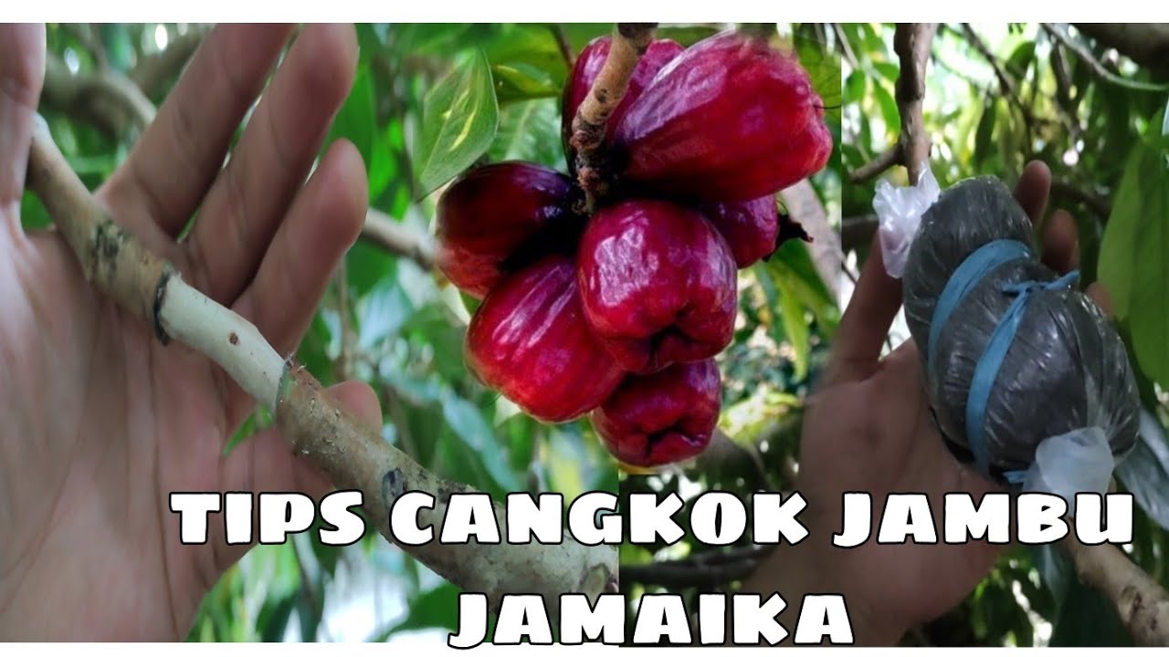 Cara mencangkok jambu jamaika ( Syzygium malaccense )