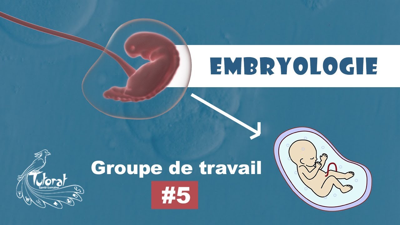 Groupe de travail #5 : L'EMBRYOLOGIE (rediffusion)