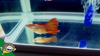 Guppy and Swordtail World Champions in China 2019