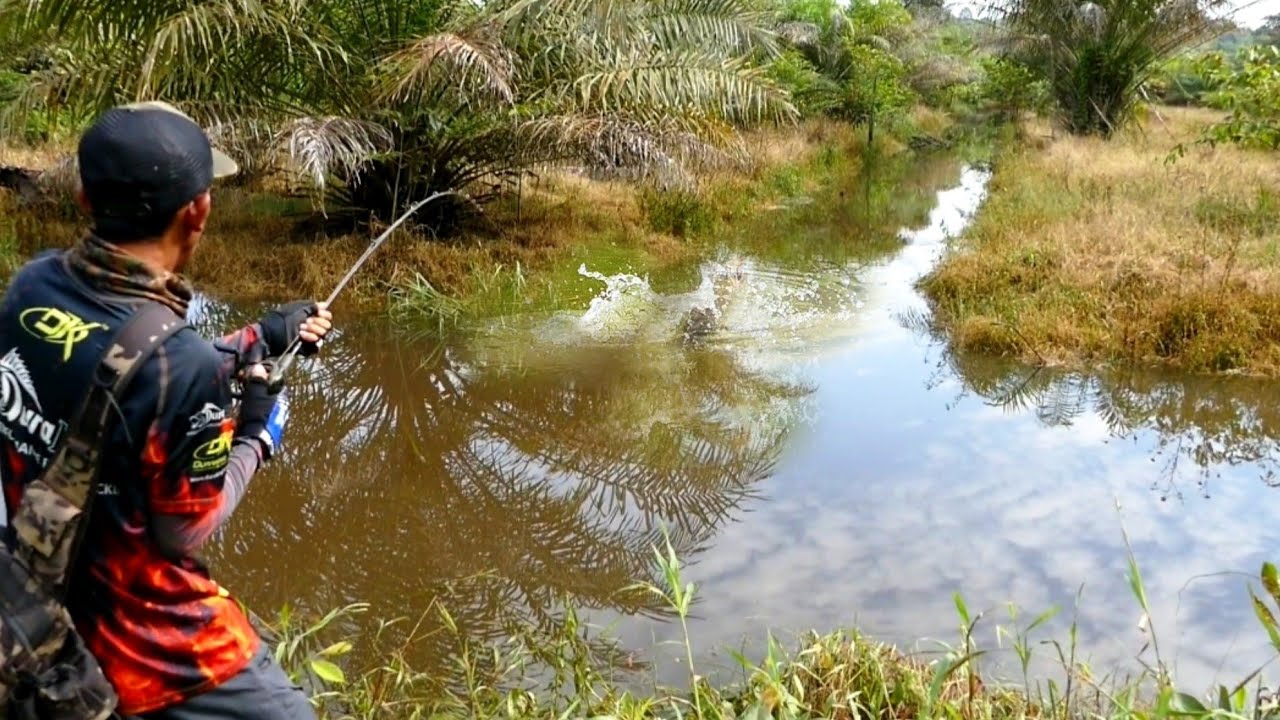 Edan pak! mancing ikan setelah hujan sambaran babon nya ganas ganas | casting gabus