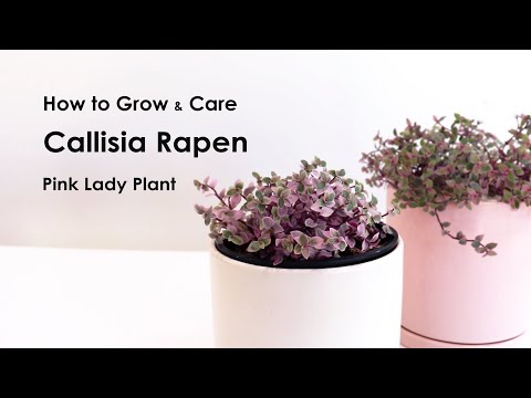 วีดีโอ: Callisia หอมกรุ่น