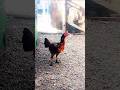 biang Mangon #ayamberkualitas #ayambangkok #ayam