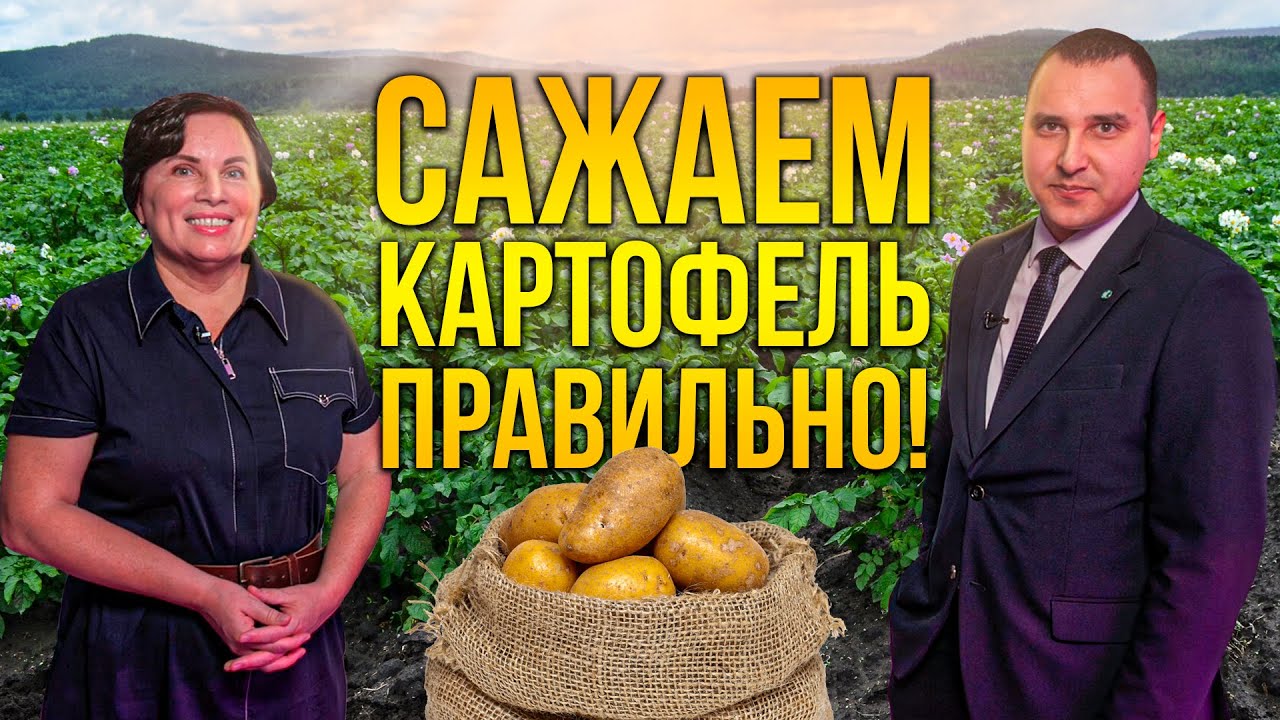 Расстояние между рядами картофеля