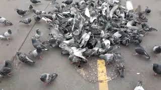 Kalapati Gutom Na Sila Vlog 8