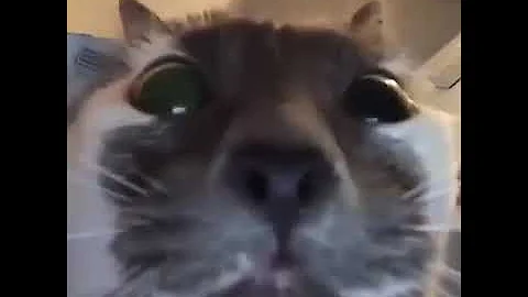 10 hours of cat staring at camera