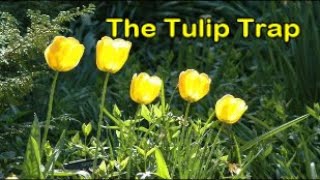 The Tulip Trap ~ an overview of Calvinism's Five Points (SoulSnaxx #3)