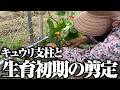 キュウリの支柱を立てました【夏すずみ】【夢そだち】