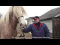 Конезаводчики привезли из Бельгии лошадей / Belarusian horse breeders introduce a breed from Belgium