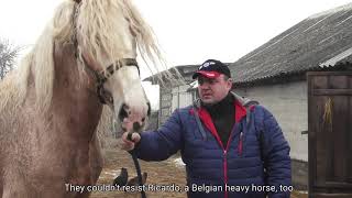 Конезаводчики привезли из Бельгии лошадей / Belarusian horse breeders introduce a breed from Belgium