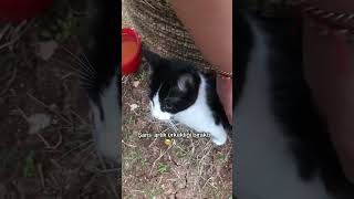 Ürkek Sokak Kedisini Temas Bağımlısı Yaptım 😹I Turned A Timid Stray Cat Into A Cuddle Bug