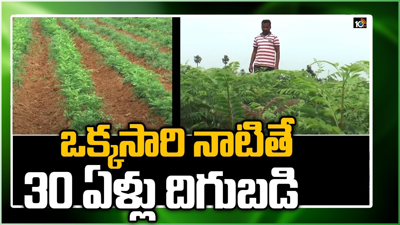 ఒక్కసారి నాటితే 30 ఏళ్లు దిగుబడి|Profits To Get Up To 30 years From Curry Leaves After Once Planting