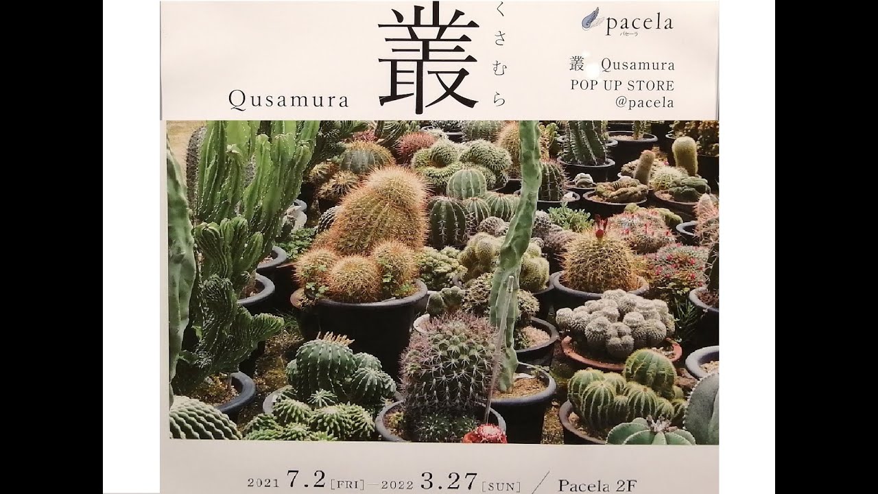 Cactus Exhibition サボテンの顔 Qusamura In Pasela You Can Find Cacti With Unique Shapes English Subtitle Youtube