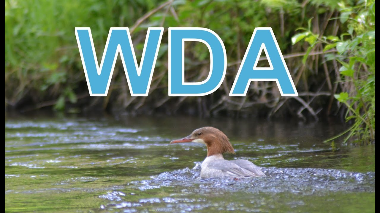 Wda - spływ w canoe, odcinek Błędno - Tleń