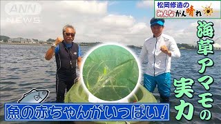 【松岡修造のみんながん晴れ】横浜の海と空気がきれいに！アマモとは(2022年9月18日)