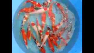 Koi-S-Enter Twente Schept Goede Kwaliteit Jumbo Tosai Bij Kansuke Koi-Hunt 2014