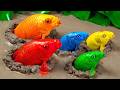 Mancing bebek, ikan koi, katak, belut besar di lubang lumpur - Stop Motion ASMR Memasak Primitif