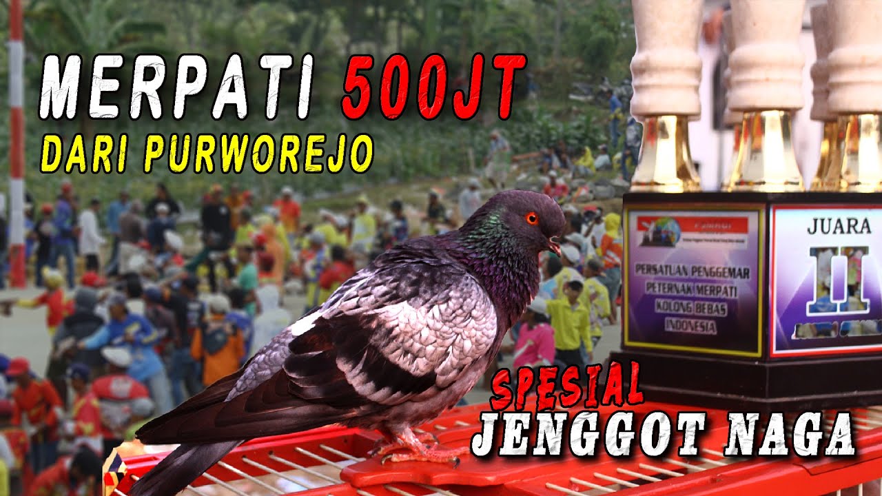 SPESIAL JENGGOT NAGA, Event P3MKBI Lapak Mantul grendaseba,Temanggung Totalan 150 JUTA.