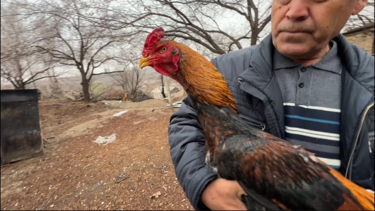 МАНА УША ТОЗЗАСИ САБХОЗЛИК ЕСКИ ПАРВОЗ АКАДАН КАРЕЯ ДАКАНЛАРИ ДАКАН ИШКИБОЗЛАРИ УЧУН МАХСУС ВИДЕО 