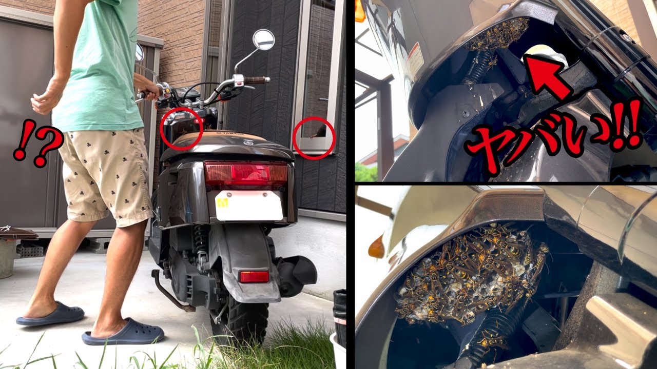 蜂の巣 Before I knew it, there was a huge beehive on my moped!! - YouTube