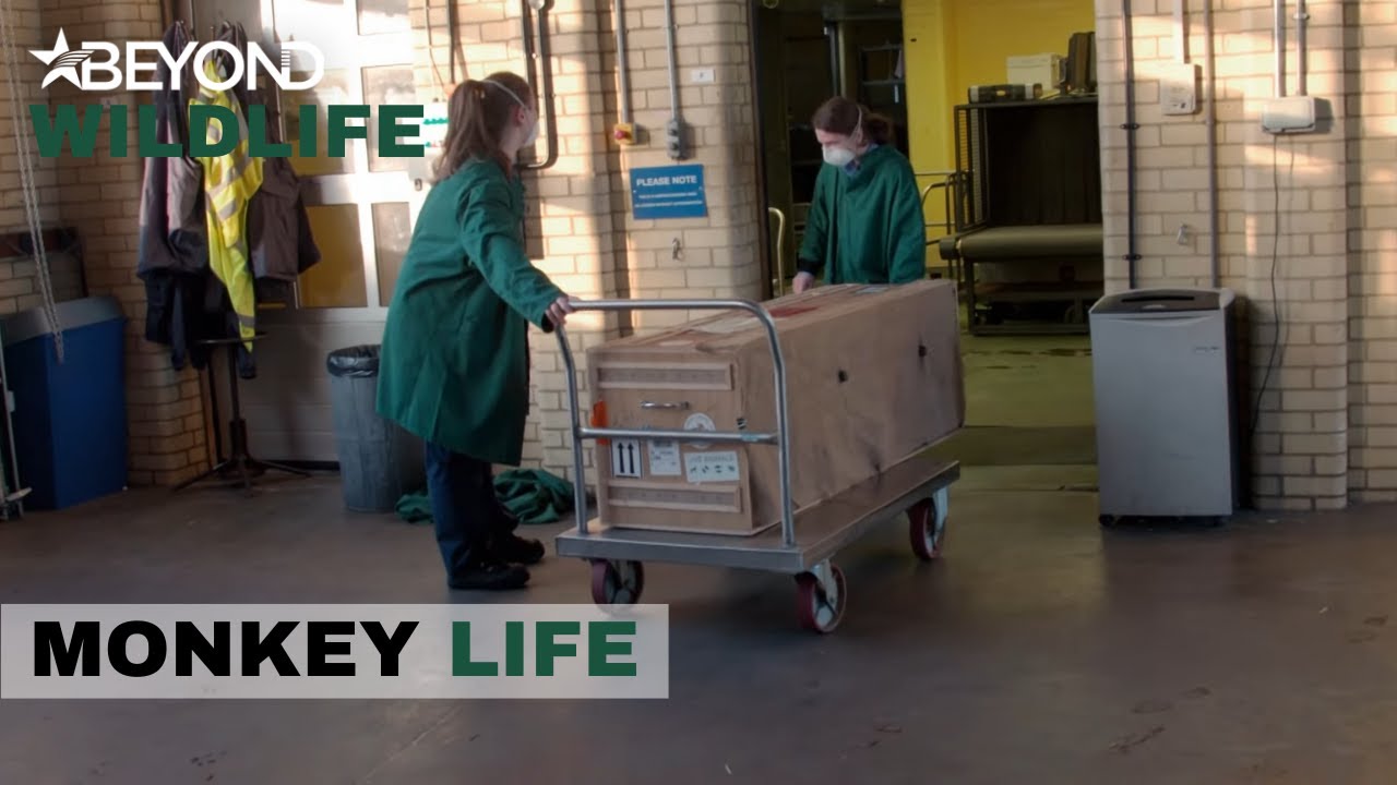 S10E03 | A Special Delivery Arrives At The Park From Hong Kong | Monkey Life | Beyond Wildlife