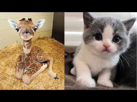 horseshoe bend Cute Moment of the Animals - Cute Baby Animals Videos Compilation