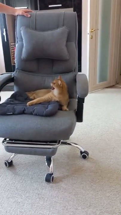 злая булочка Теона 🐈 - YouTube