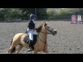 Show jumping against the clock with my lusitano horse nelson