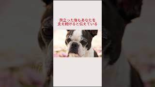 愛されて育ったワンちゃんは旅立つ前に・・・ #ペット #犬のいる生活 #愛犬   #ペットロス