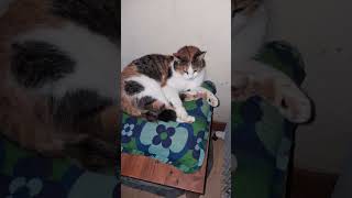 Lucy Photo Reel 🙏🐈♥️