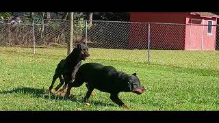 HIDE AND GO SEEK. 4 ROTTWEILERS PLAYING TAG.