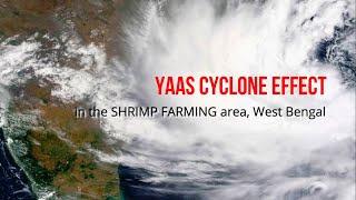 YAAS: Effect on Shrimp farming in West Bengal