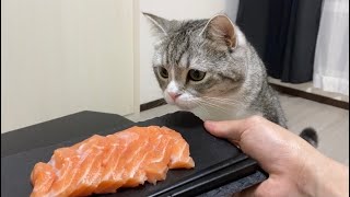 飼い主のお刺身は食べちゃダメだ…と我慢してる猫がかわいすぎた笑