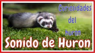 Sonido del hurón Ferret Sound