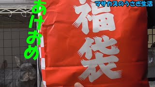 【うさぎ】新年あけましておめでとうございます!　うさぎの福袋を紹介♪