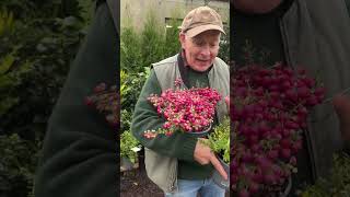 Colourful berries for your garden! WEBSHOP https://pergolanurseries.ecwid.com Mini Tree Lattice Willow Webshop Https Pergolanurseries Ecwid Com