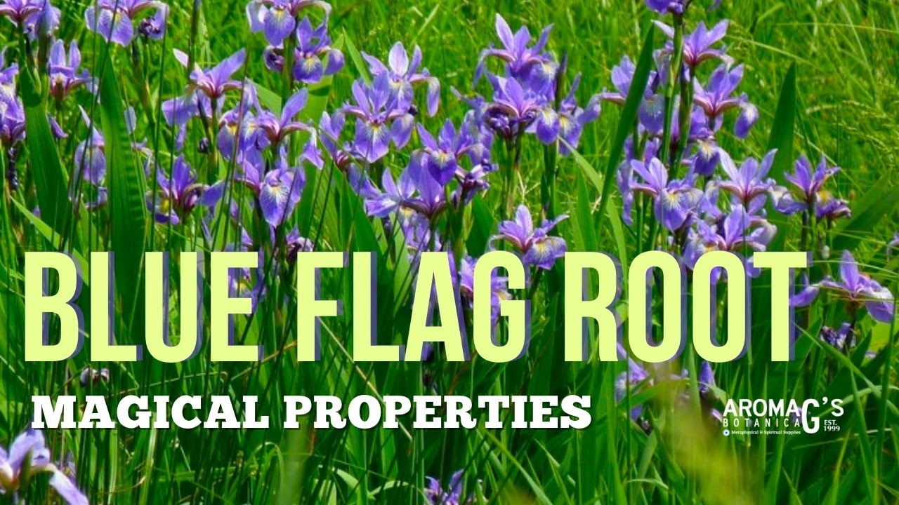 Magical Properties of Blue Flag Root YouTube