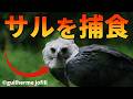 【実験】たった2羽のオウギワシがサルの楽園を恐怖に陥れる!!【生物解説】