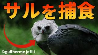 【実験】たった2羽のオウギワシがサルの楽園を恐怖に陥れる！！【生物解説】