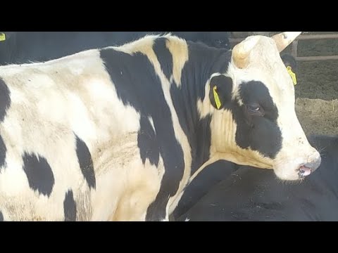 عجول مزرعة الجزار