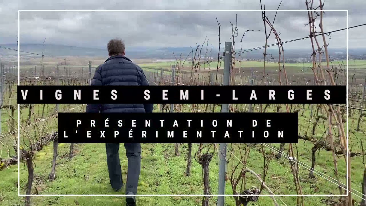 Vignes semi-larges en Champagne : les explications d'Arnaud Descôtes