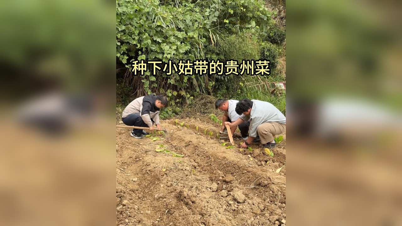 小姑把贵州寄过来的菜给我们带来了，希望菜苗不会水土不服，顺利长大