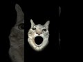 Los gatos bailarines #shorts #shortvideo #memes #viral #viralvideo #comedy #like #humor #trending