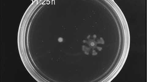 The Ultimate Guide to Bacterial Swarming: Supplemental Video 5