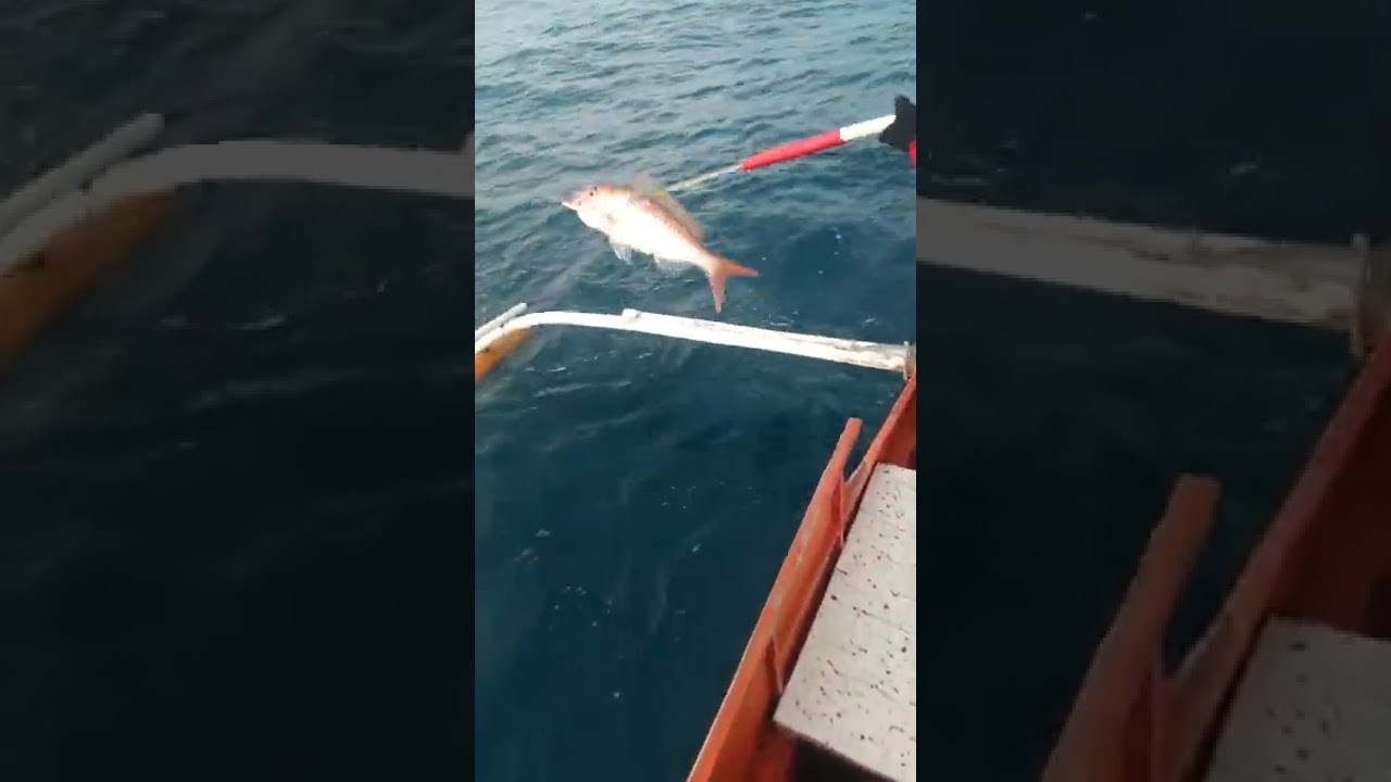 1.5kg rusty job fish