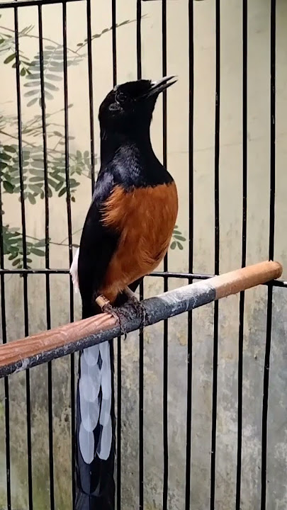 Murai mewah kretekan keras burung murai batu https://youtu.be/E2bznPctTxc