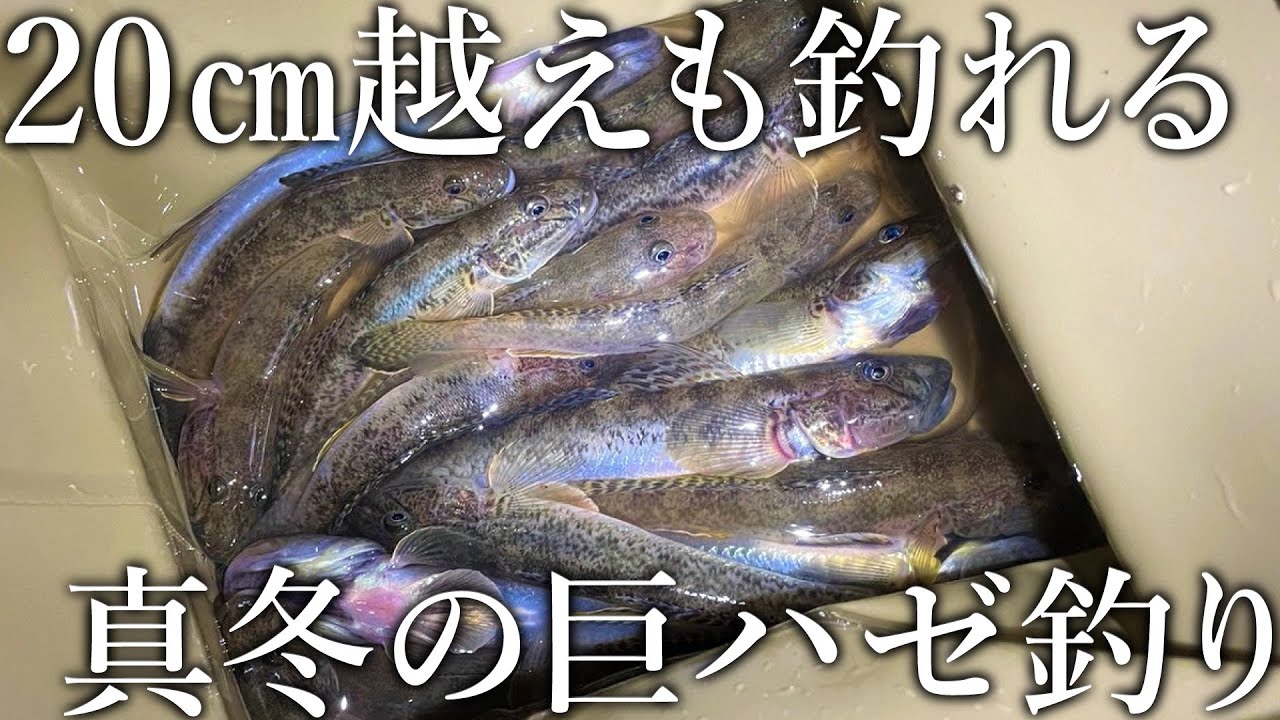 20cmを超える大型にも…実は真冬に最大化するハゼを極寒の河川で狙いました