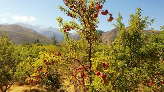 в г.Алматы и Алматинской области идет сбор урожая яблок!